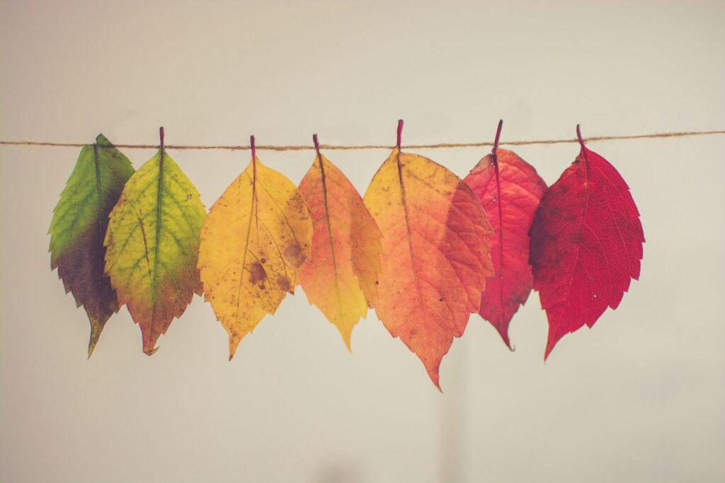 Leaves symbolizing mindful life transitions and letting go