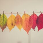 Leaves symbolizing mindful life transitions and letting go